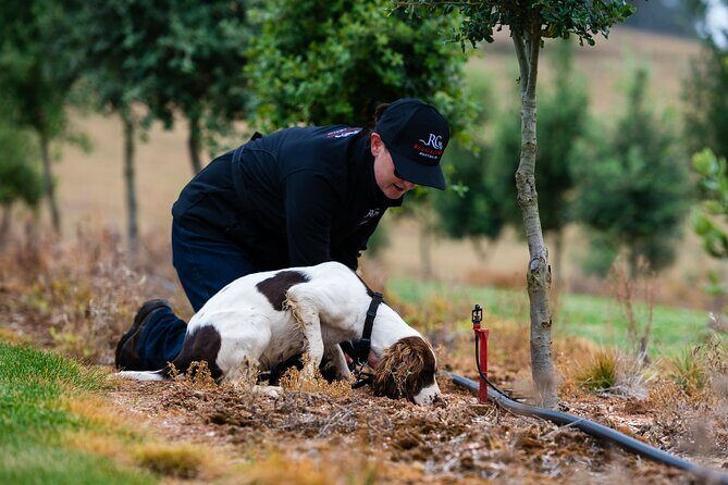 Truffle Hunt and Taste Experience in Oberon, NSW Australia - Key Points