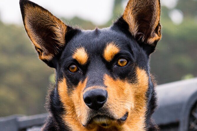 Truffle Hunt and Taste Experience in Oberon, NSW Australia - Exploring the Truffle Hunt and Taste Experience in Oberon