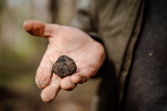 Truffle Hunting and 3-course Truffle Brunch in Motovun - The Sum Up: Who Should Book This?