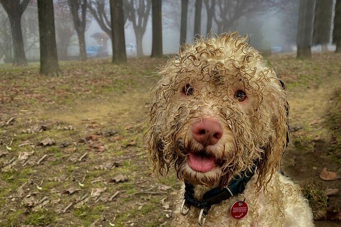 Truffle Hunting and Lunch in Piedmont Trattoria - Starting Point and Transportation