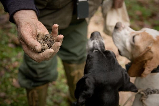Truffle Hunting and Tasting in San Gimignano with a Tuscan Lunch - Key Points