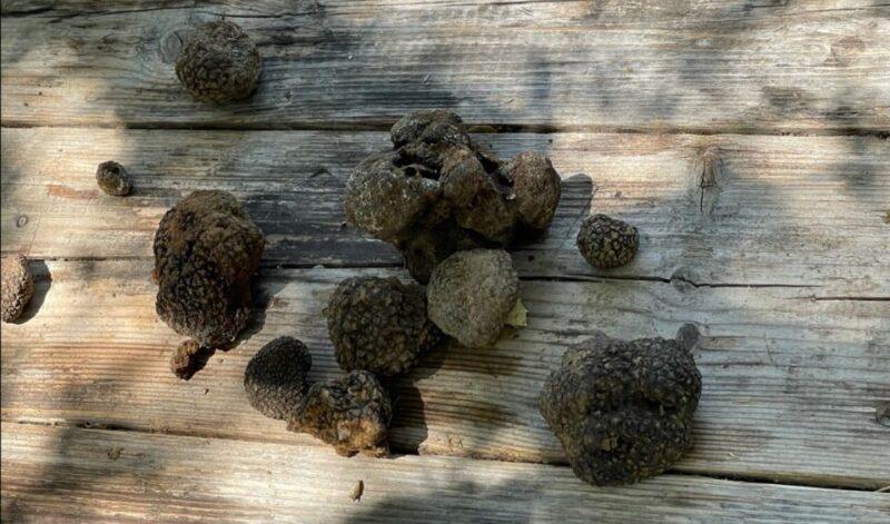 Truffle Hunting, Culinary & Wine Celebration From Heraklion - Culinary Delights