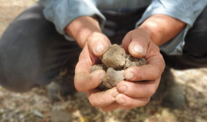 Truffle Hunting, Culinary & Wine Celebration From Heraklion - Truffle Hunting Adventure