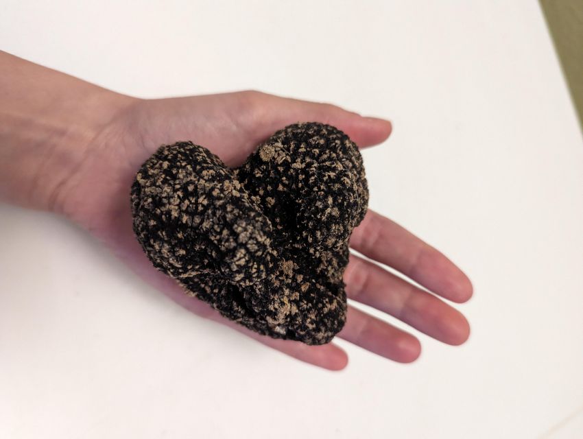 Truffle Hunting Experience Near Parma With Our Dogs - Key Points