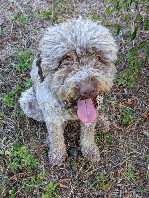 Truffle Hunting Experience Near Parma With Our Dogs - Explore the Truffle Plantation and Woods
