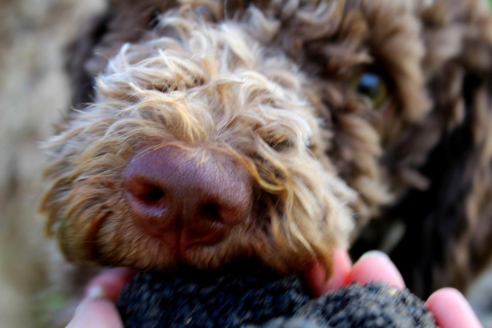 Truffle Hunting Experience Near Parma With Our Dogs - Learn About Truffle Dogs and Their Role