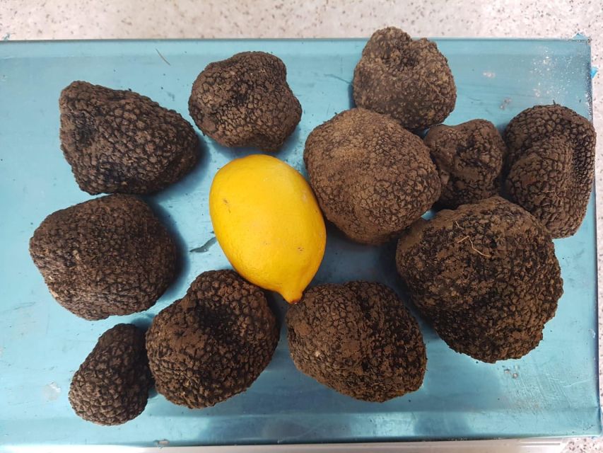 Truffle Hunting Experience Near Parma With Our Dogs - Admire the Breathtaking Landscapes of Parma