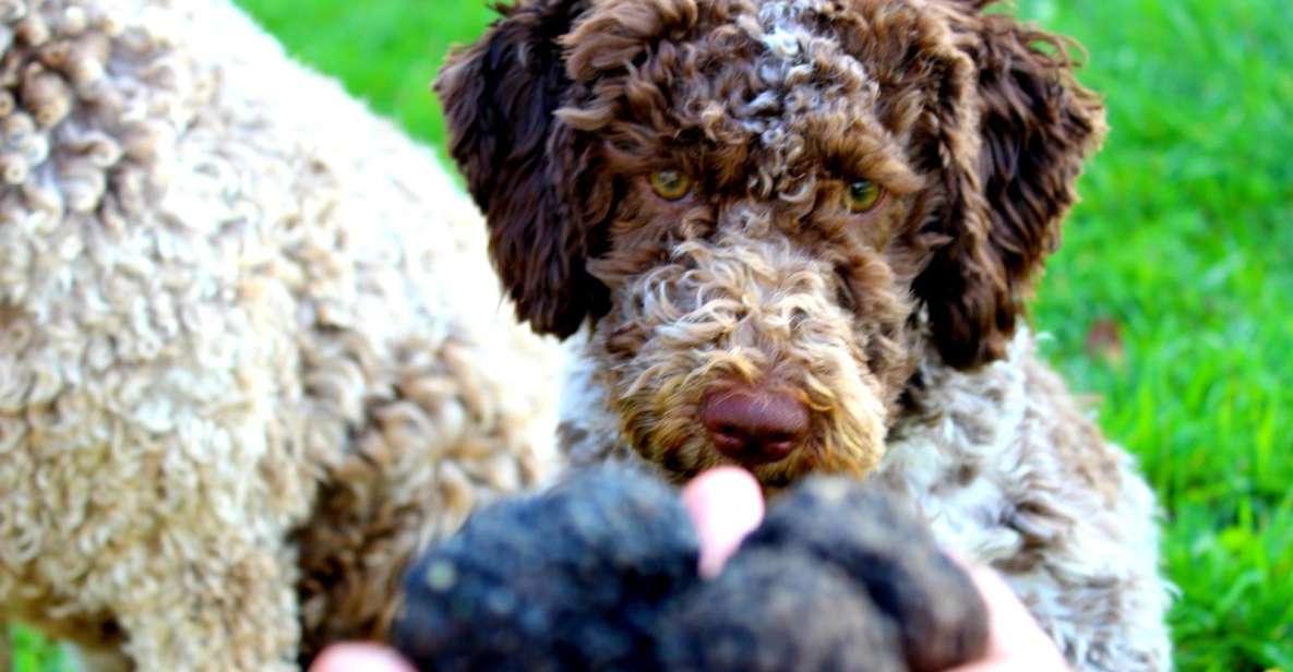 Truffle Hunting Experience Near Parma With Our Dogs - Accessibility and Dress Code Requirements