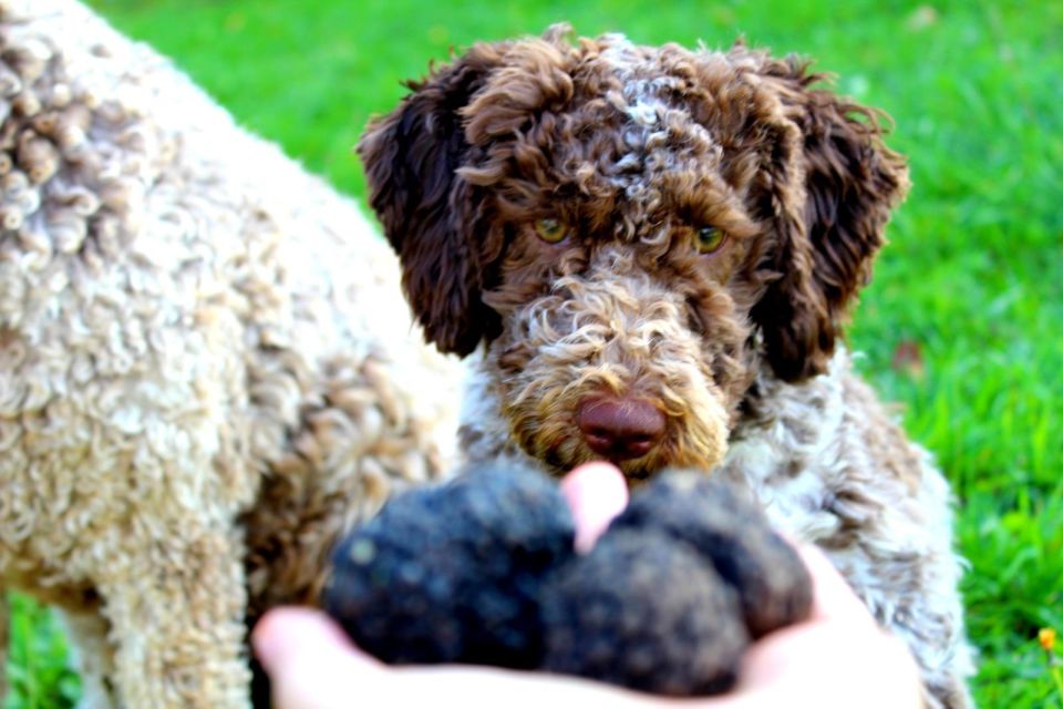 Truffle Hunting Experience Near Parma With Our Dogs - Frequently Asked Questions