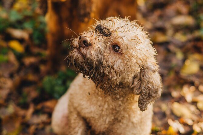 Truffle hunting for Nature Enthusiasts - An In-Depth Look at the Truffle Hunting Tour in Istria