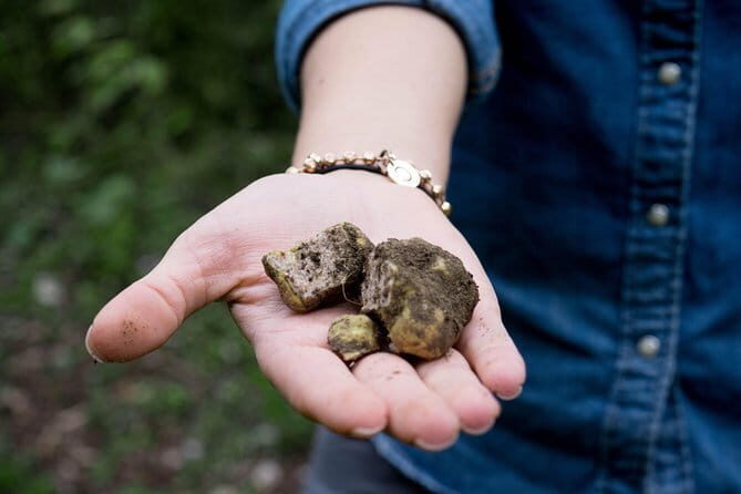 Truffle hunting + gourmet tasting (transfer included) - An Introduction to Tuscany’s Truffle Heritage