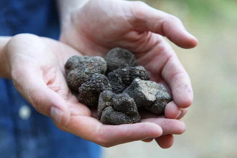 Truffle Hunting in Provence - The Balance of Education and Entertainment