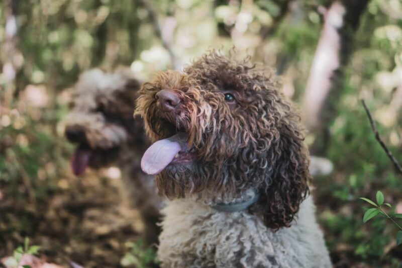 Truffle Hunting in San Gimignano - In-Depth Look at Each Stage