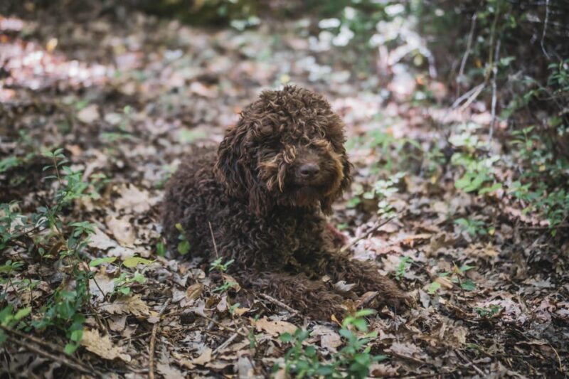 Truffle Hunting in San Gimignano - Who Should Consider This Tour?