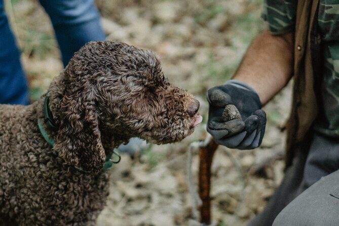 Truffle Hunting in Tuscany - Authentic Truffle Hunting in Tuscany: A Deep Dive