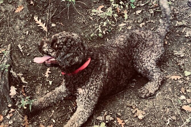 Truffle Hunting in Tuscany - Final Thoughts