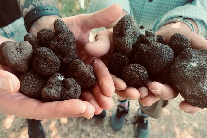 Truffle Hunting in Tuscany - FAQ
