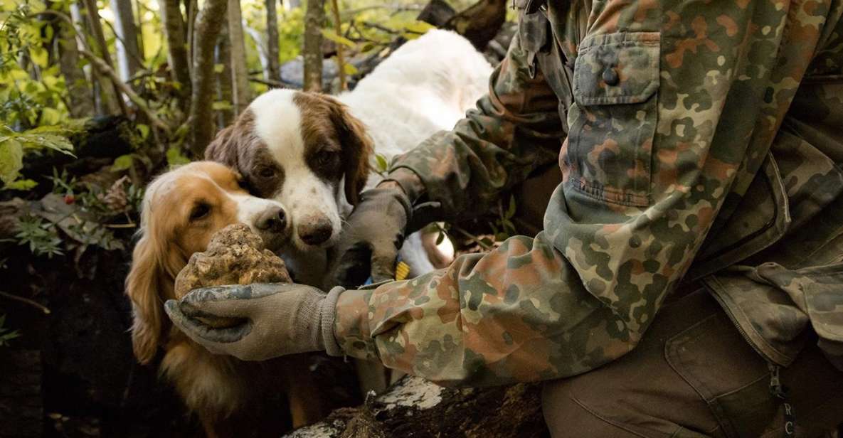 Truffle Hunting in Tuscany With Lunch in the Cellar - Key Points