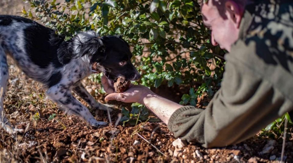 Truffle Hunting in Tuscany With Lunch in the Cellar - Pricing and Booking