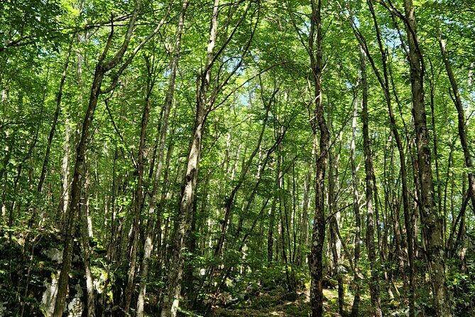 Truffle Hunting in Velebit with Gastronomic Experience - Why You Should Consider This Tour