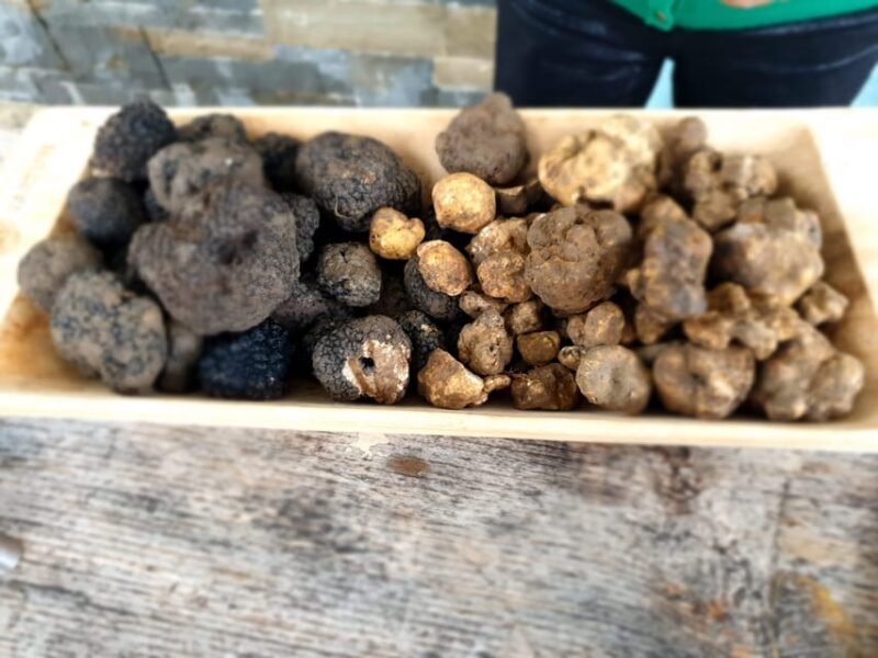 Truffle Hunting & Istrian Gems: Motovun & Opatija Day Trip - The Sum Up: Who Is This Tour Best For?