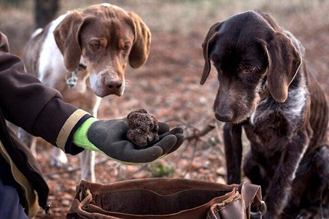 Truffle hunting tour from Rijeka - What to Expect from the Truffle Hunting Tour from Rijeka