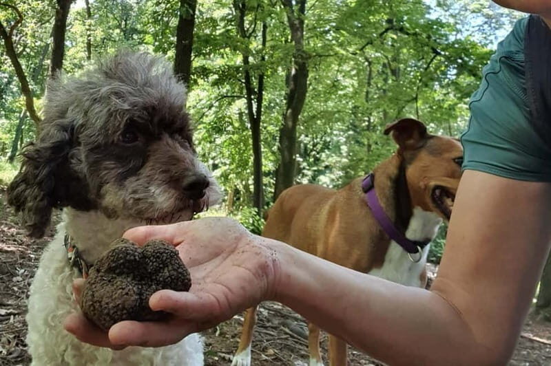 Truffle Hunting Tour, Serbia - An In-Depth Look at the Truffle Hunting Tour in Serbia