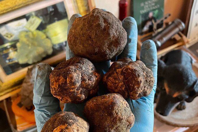Truffle Hunting With Food Tasting - Tour Details and Logistics