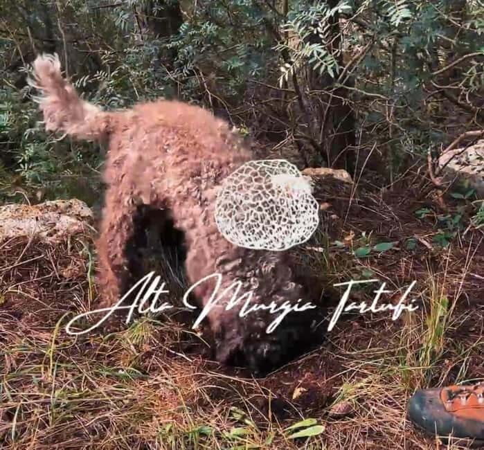 Truffle hunting with tasting in Alta Murgia - Evaluating the Experience