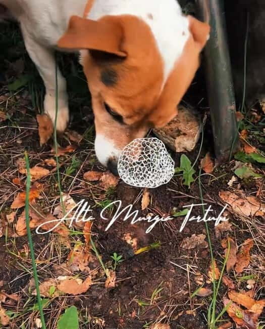 Truffle hunting with tasting in Alta Murgia - The Sum Up: Is It Worth It?