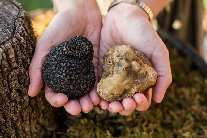 Truffle Hunting with Three Course Meal by Local Family - Who Will Love This Tour?