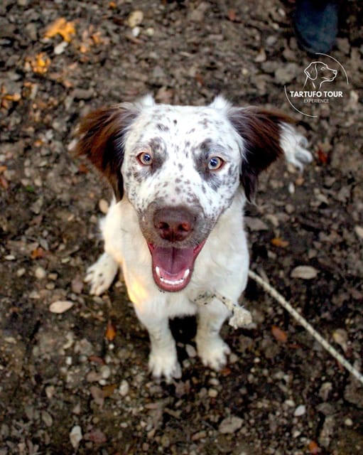 Truffle Tour Experience: caccia tartufo e degustazione - What to Expect from the Truffle Hunting Tour
