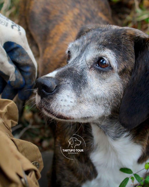 Truffle Tour Experience: caccia tartufo e degustazione - Practical Details
