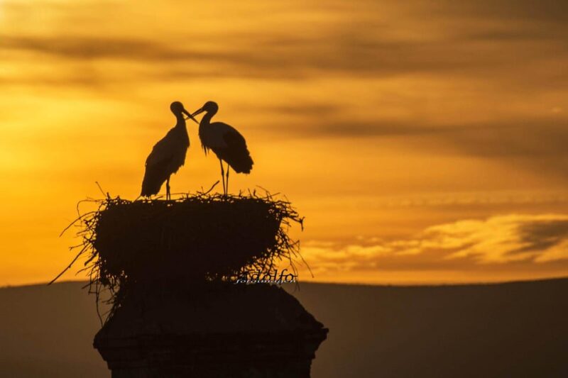 Trujillo :Sunset Guided Visit the Sunset Collector. - Key Points