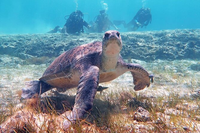 Try a Scuba Diving Experience - Spotting Marine Life