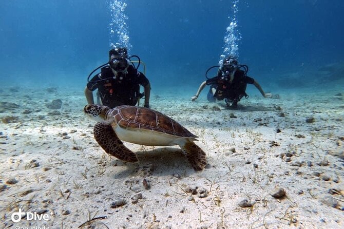 Try a Scuba Diving Experience - Convenient Transportation