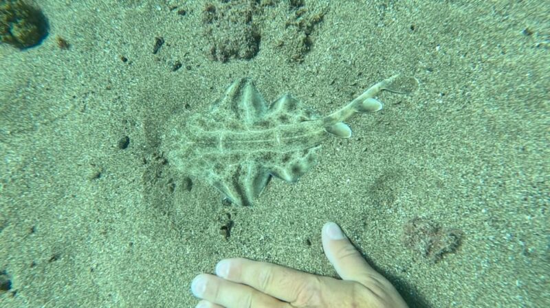 Try Dive and Have a Wonderful Experience in Lanzarote - Key Points