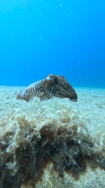 Try Dive and Have a Wonderful Experience in Lanzarote - Exploring the Vibrant Reefs and Marine Life