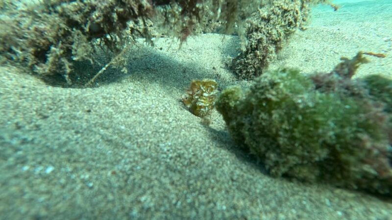 Try Dive and Have a Wonderful Experience in Lanzarote - Frequently Asked Questions