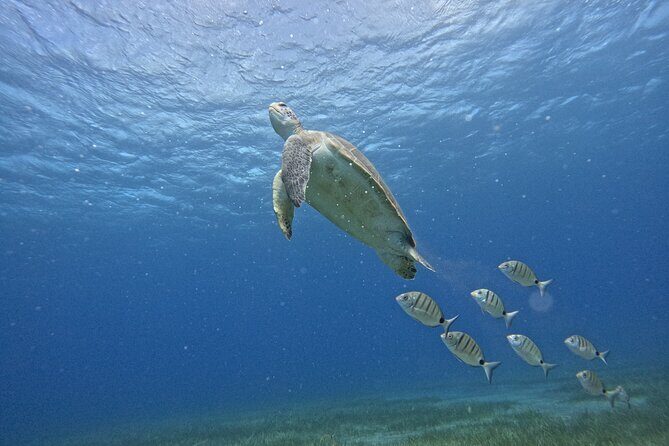 Try Dive in Abades Bay with a private instructor - Why Choose This Tour?