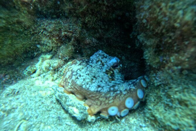 Try Dive in Abades Bay with a private instructor - Final Thoughts