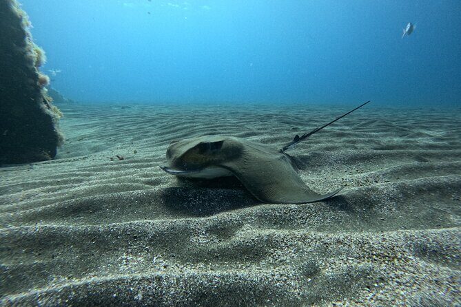 Try Dive in Abades Bay with a private instructor - FAQ