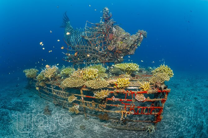 Try Dive Program in the Biorock Pemuteran - Included Features