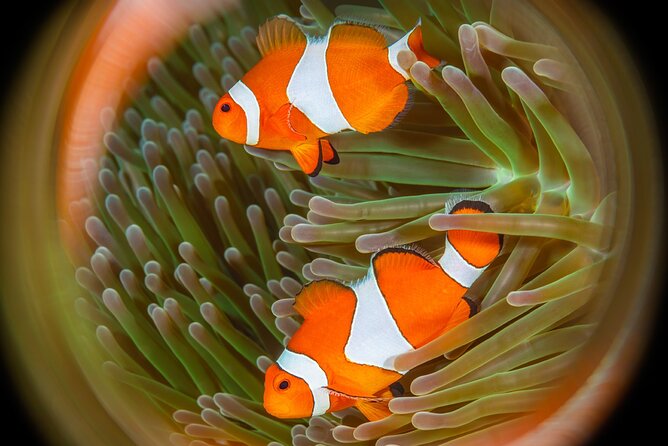 Try Dive Program in the Biorock Pemuteran - Schedule and Timing