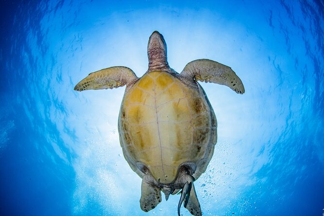Try Dive Program in the Biorock Pemuteran - Safety Guidelines