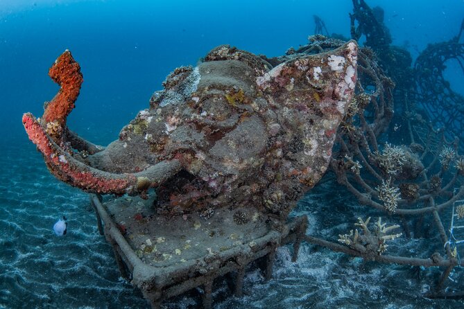 Try Dive Program in the Biorock Pemuteran - Customer Reviews