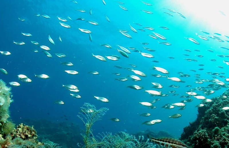 Try Dive - Scuba Diving - private guided - with lot of fish - Introduction  