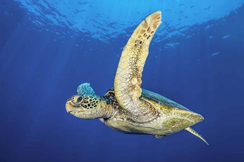 Try Dive - Scuba Diving - private guided - with lot of fish - Key Points  