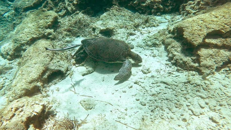 Try Dive - Scuba Diving - private guided - with lot of fish - The Authenticity and Authentic Experience  