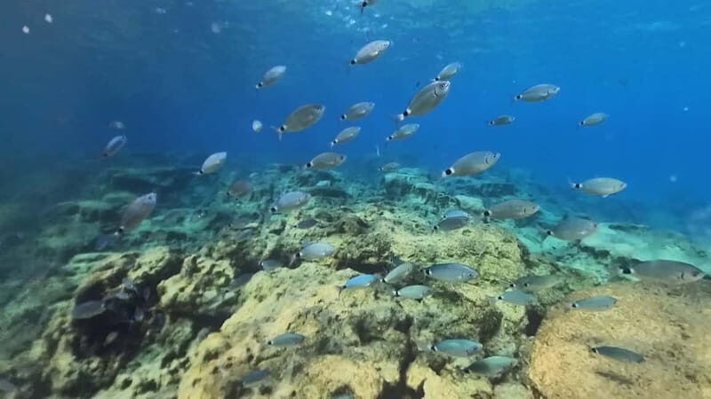 Try Dive - Scuba Diving - private guided - with lot of fish - The Sum Up  
